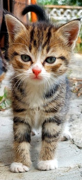 Котенок в добрые руки