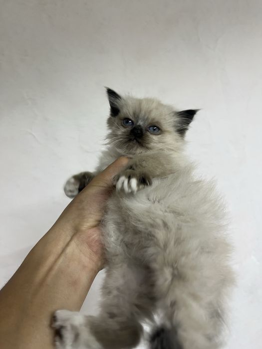 Отдам мальчиков бесплатно котят