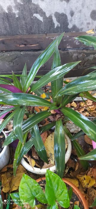 Комнатные цветы разные