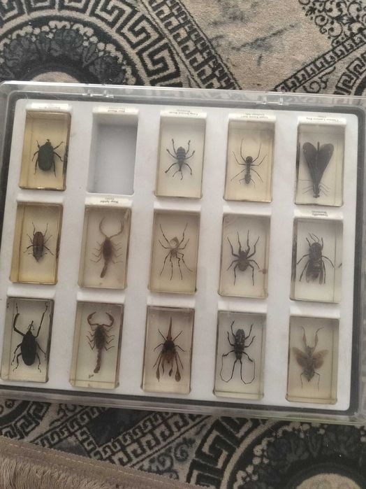 Lot 20 insecte în rășină