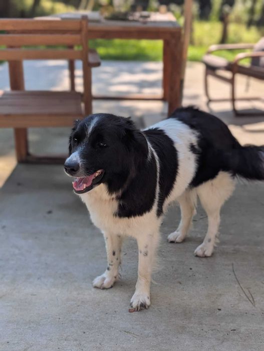 Catei draguti pentru adoptie, Valea Danului, Arges