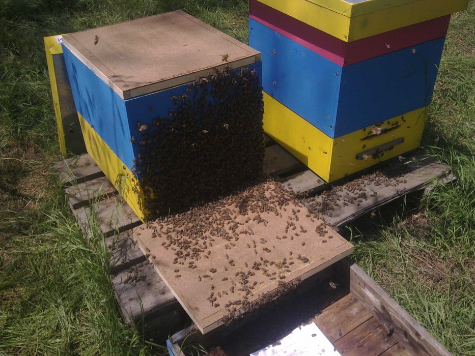Пчелни майки, отводки и кошери по програмите 2025