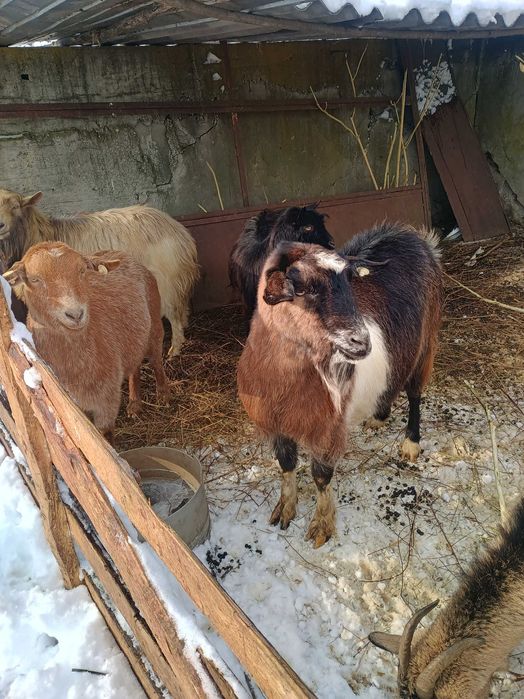 Vând 4 capre și un țap