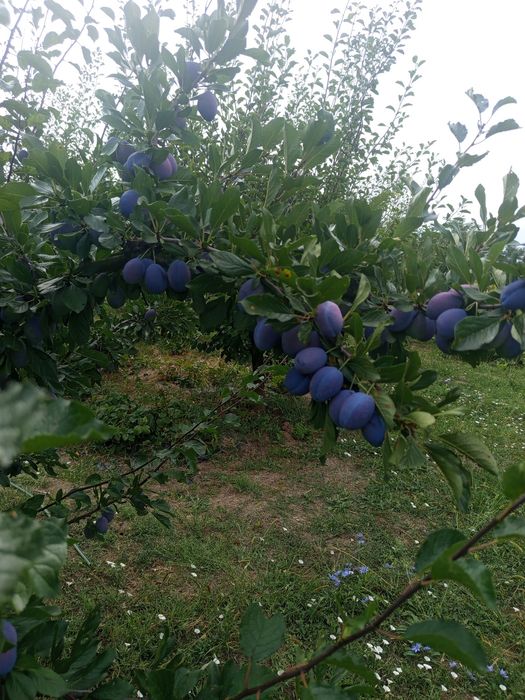 Vând prune d'agen