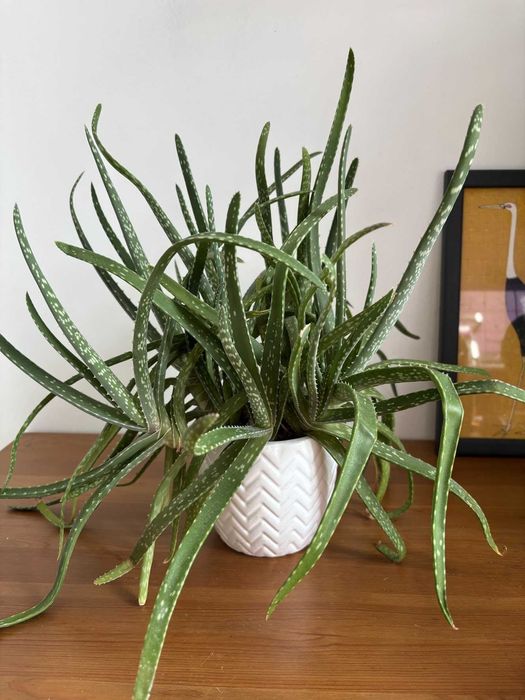 Продам комнатные растения