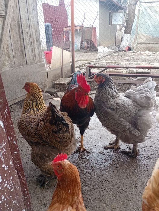 Găini brahma albastru și brahma potârnichiu