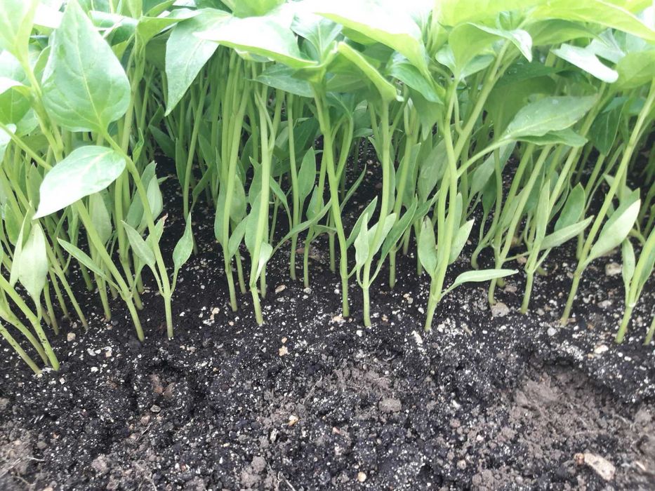 Продавам разсад за Пипер,Домати,Краставици