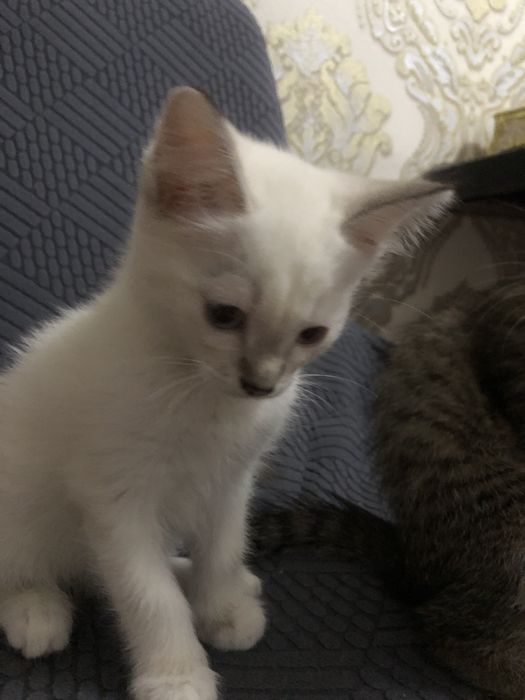 Раздам 2 месячных котят