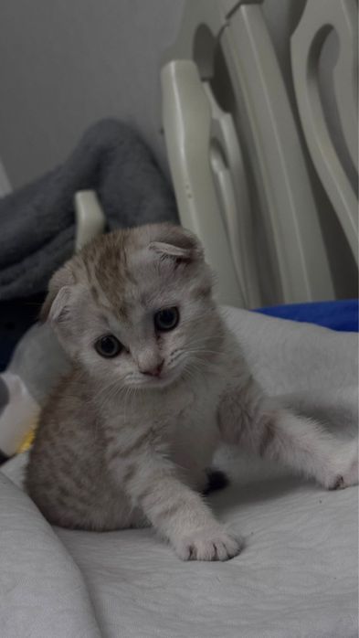 продается котенок