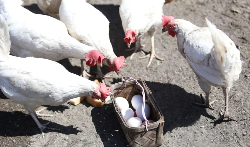 Куры "Леггорн" несушки