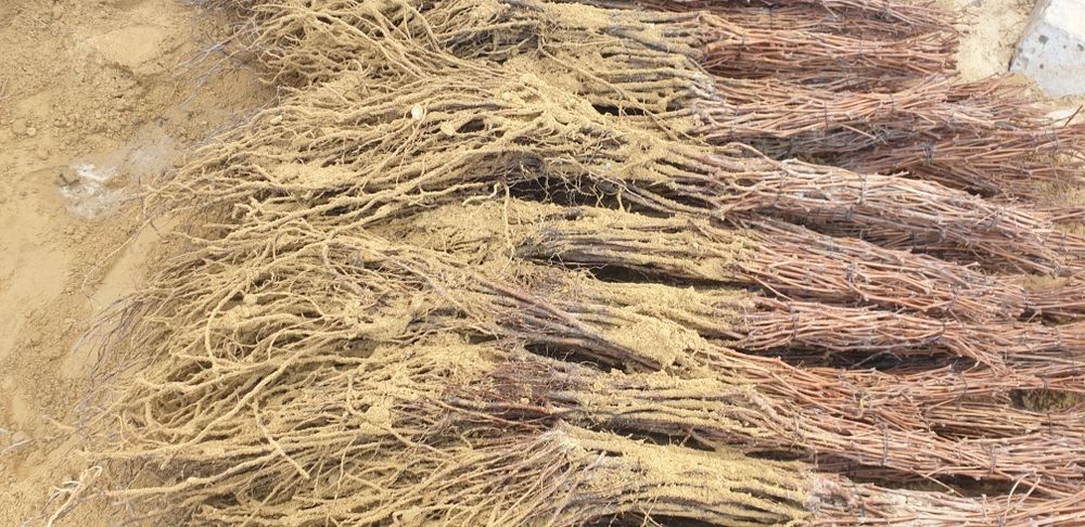 Producător Butași vița de vie