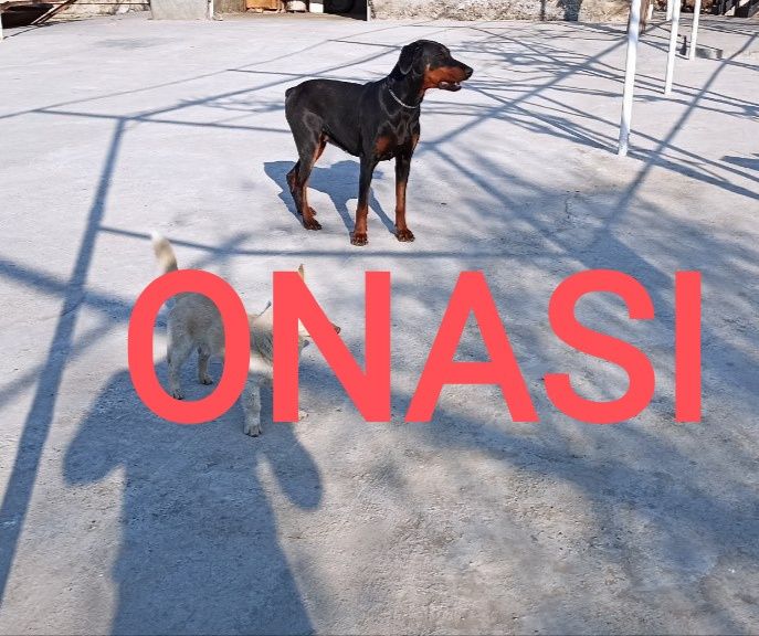 DOBERMAN tozzasi javob