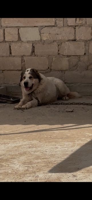 Продается щенок Алабая