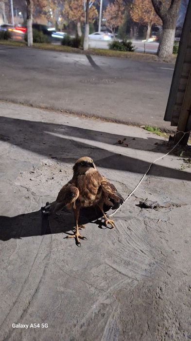 Qamich lochini xali yosh