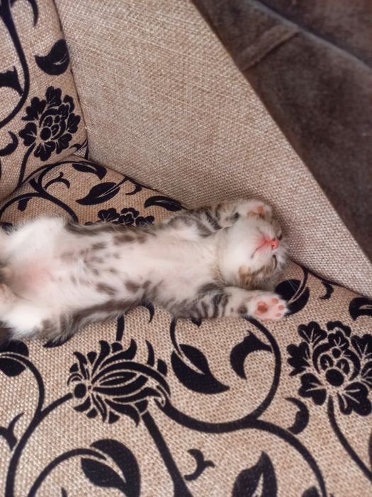 Отдам в добрые руки  три девочки 2 мальчика