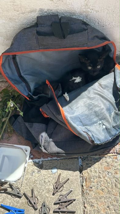 котята в добрве руки