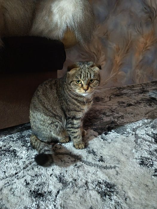 Mushuk hadyaga beriladi