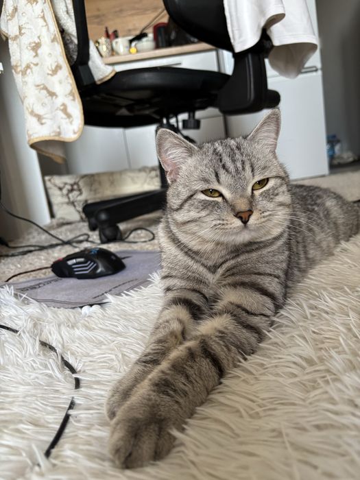 Отдам кота в добрые руки