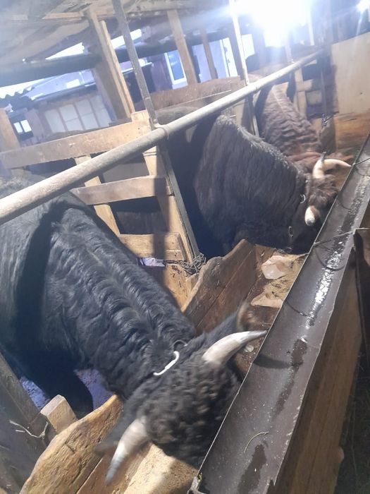 Продам бычков Алатауской