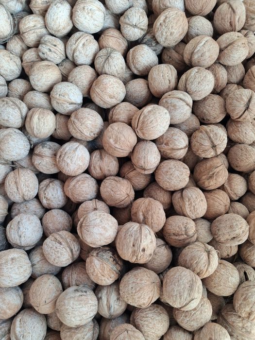 Продам грецкий орех