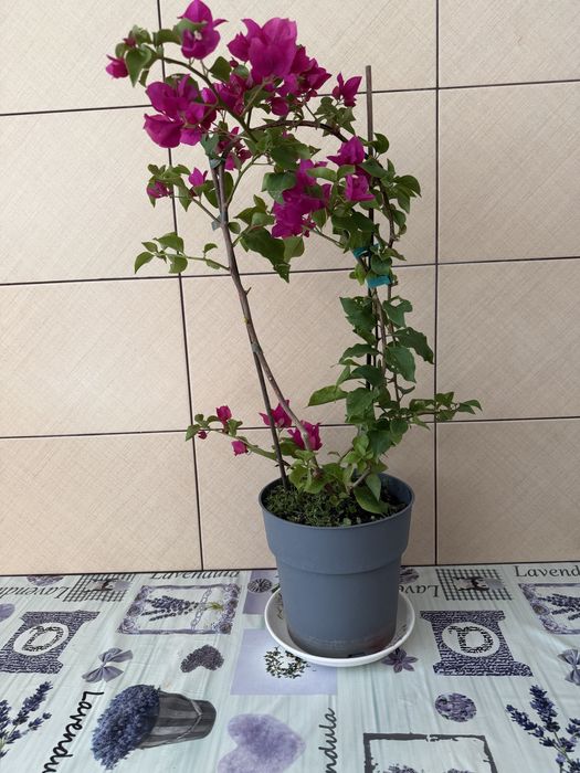 Floare de hârtie