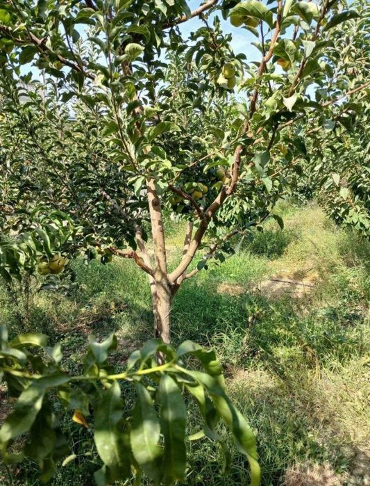 4 ком Юнсабоде аренда дома срочно