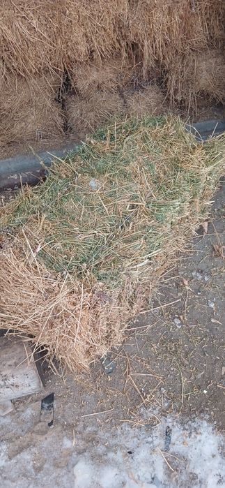 Продам клевер в туках сено