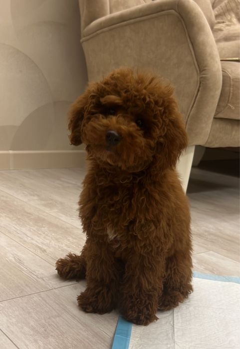 Той Пудель домашний питомец