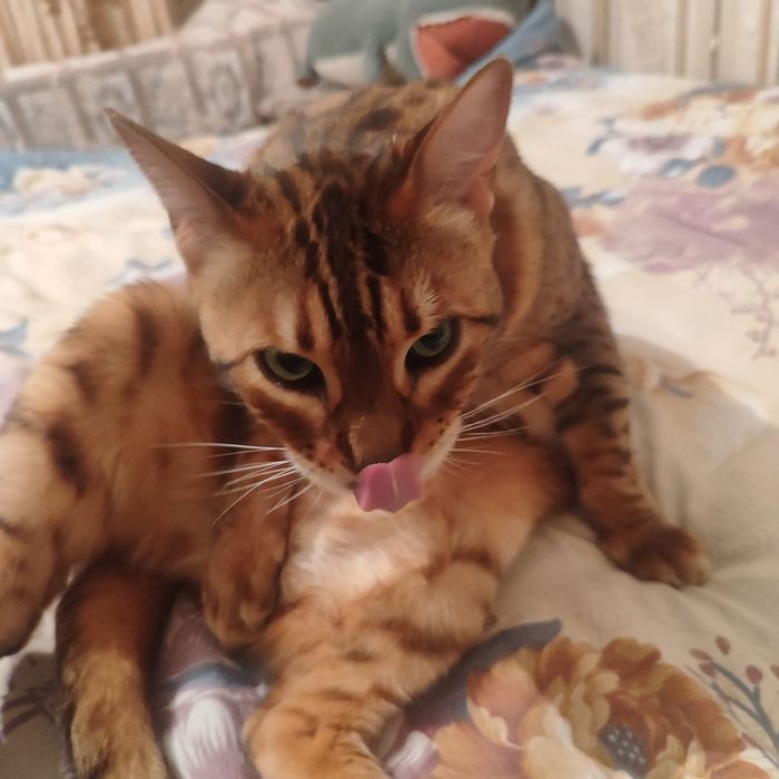 Кошка бенгальская