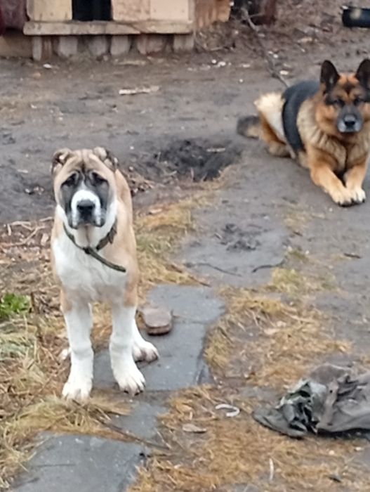 Продам Алабая 100000