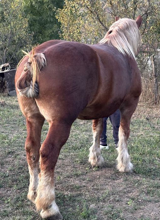 **iapa 6 ani Pașaport 1.70 inaltime 850-900kg Se vinde pe garantie
