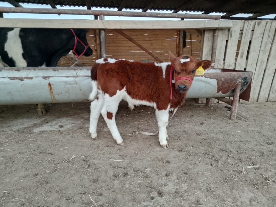 Қара Ала сүтті сауын сиыр