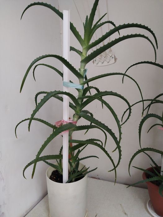 Продам алое вера