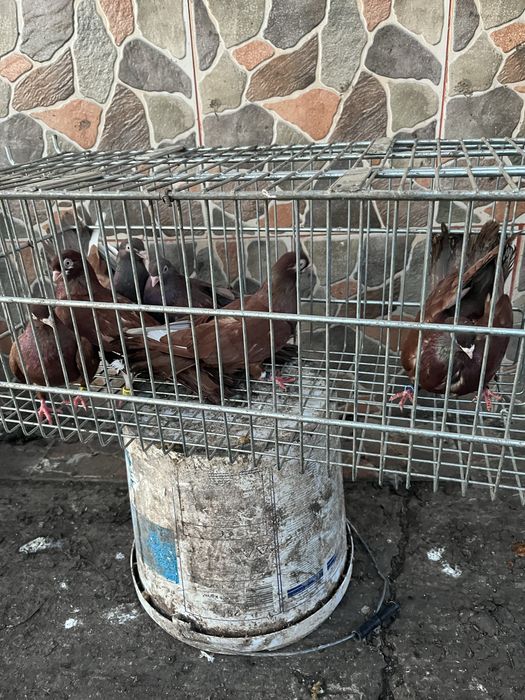 Porumbei santineti si jucatori de galati