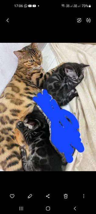 Бегальский угольный мальчик