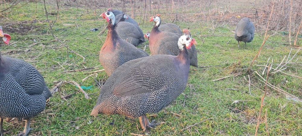 Bibilici masculi adulți 10 luni foarte îngrijiți