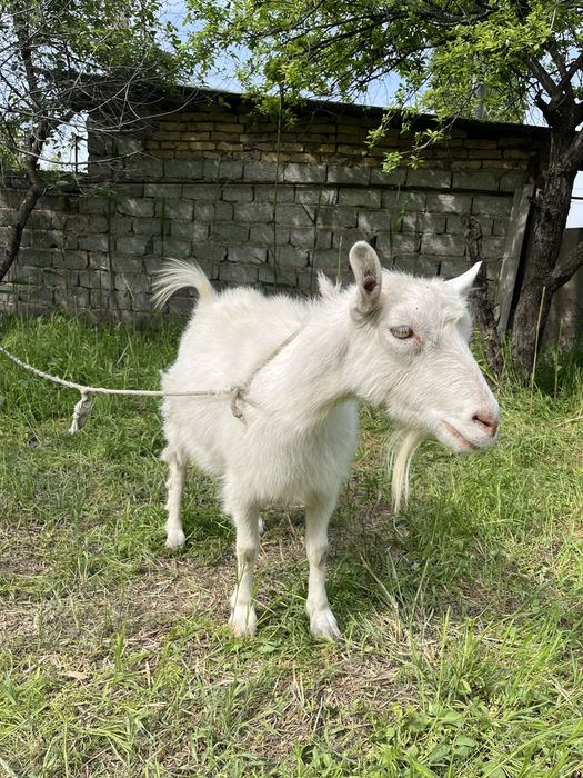Продам Козу Порода Заненская