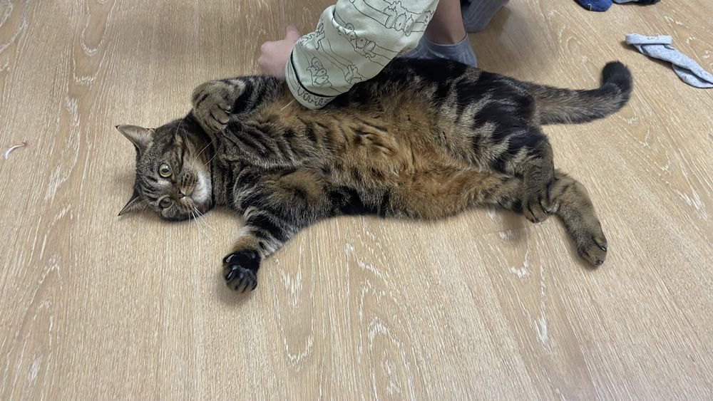 Отдам в хорошие руки