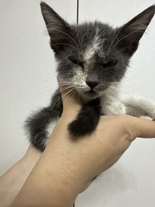 Кошка,Это она девочка