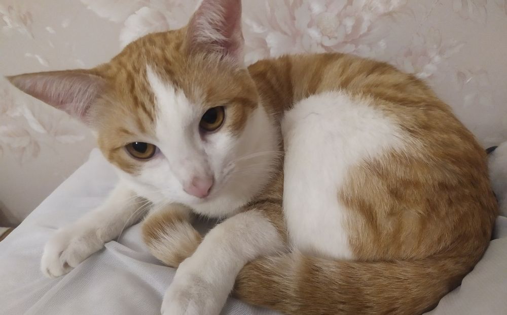 Ищем любящих хозяев для молодого кота! Отдадим только ответственным!!!