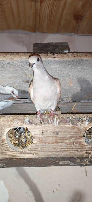 Turturele Rozătoare