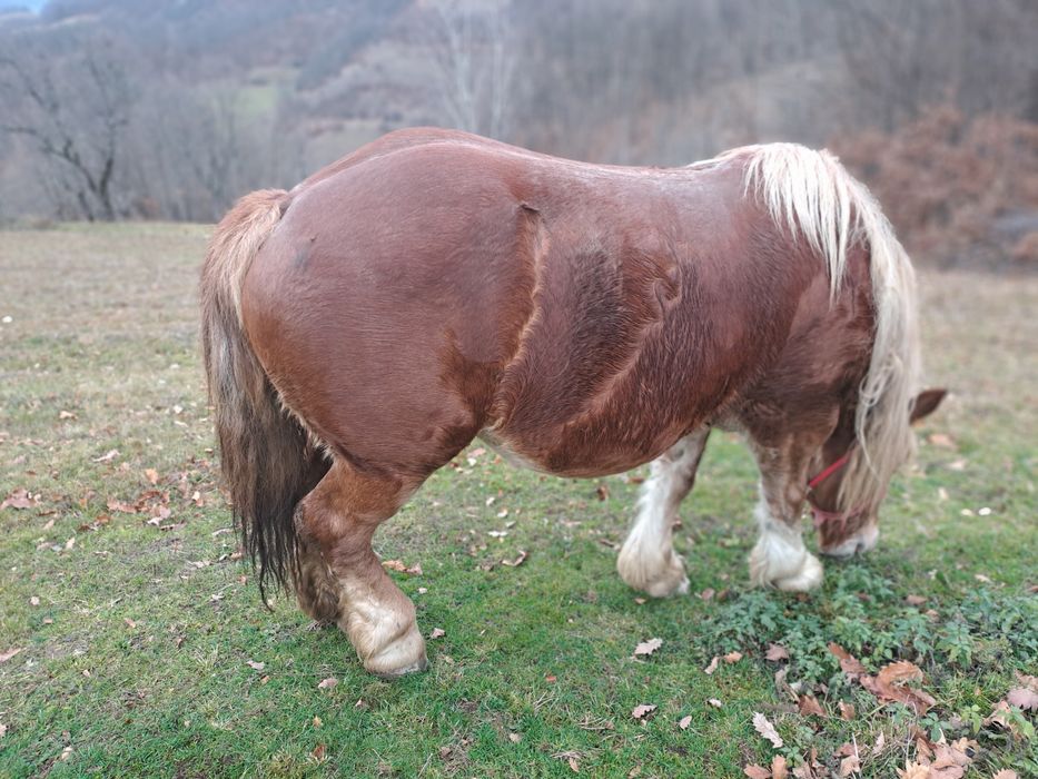 Vand iapa de 6ani gestanta