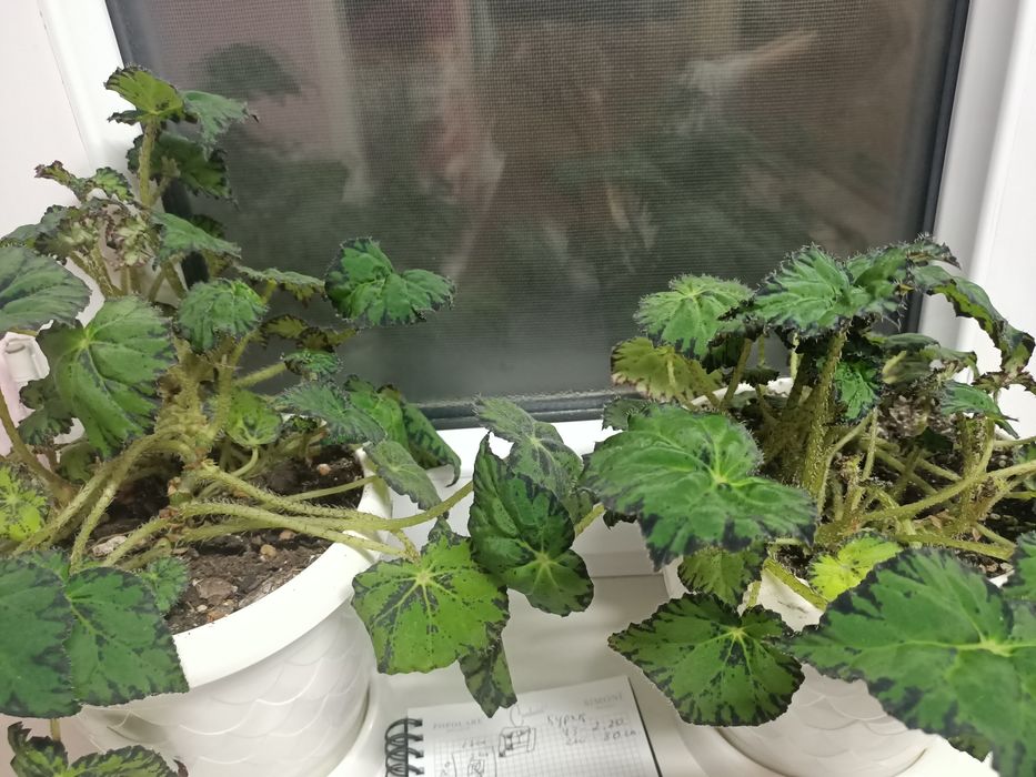 Комнатные растения