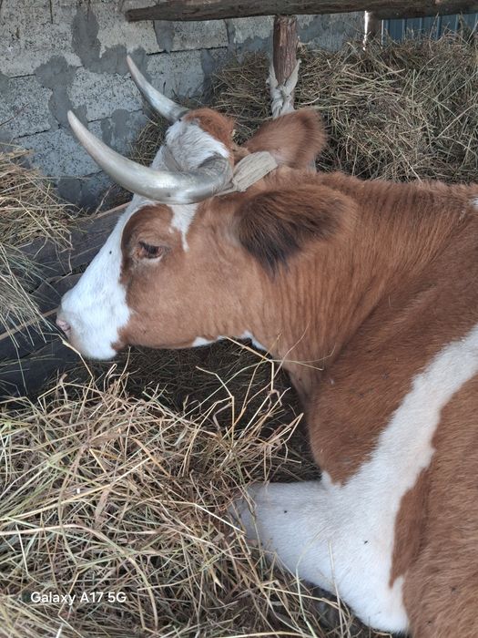 Vaca de vanzare gestanta
