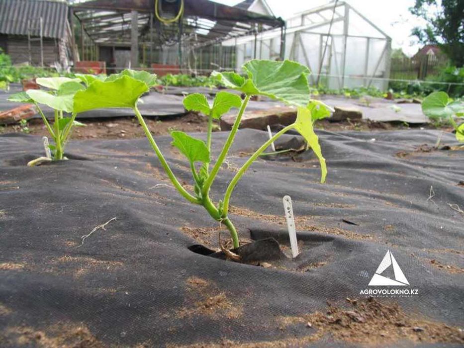 Агроволокно (60ка, черный)