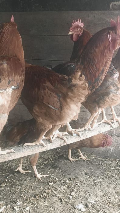 Дамашни тауық қораздар