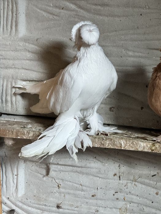 Jucatori de Botosani