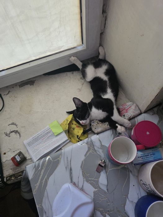 Отдам котёнка в хорошие руки