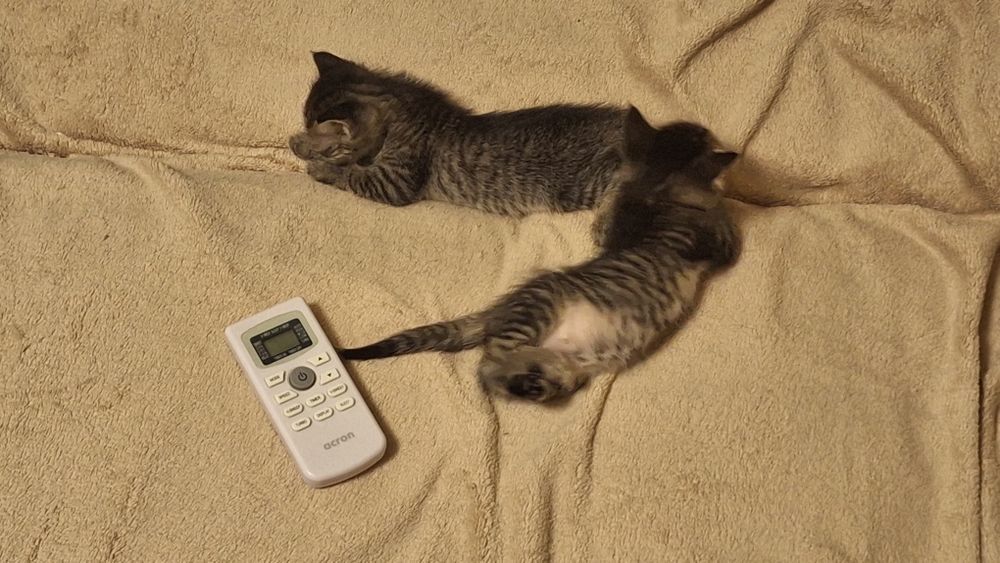 Отдам котят 1,5мес в хорошие руки девочки