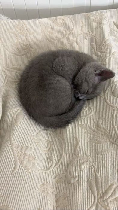 Отдам даром котят